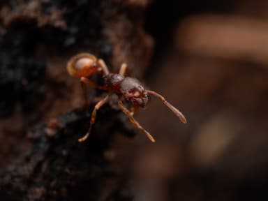 Stenamma debile photo 37
