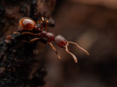 Stenamma debile photo 38