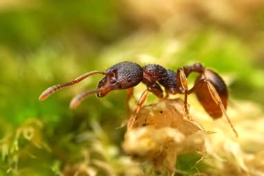 Stenamma debile photo 39