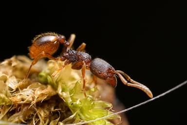 Stenamma debile photo 40