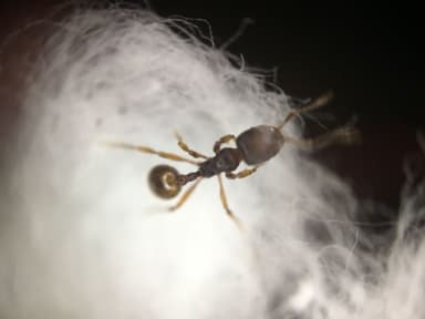 Stenamma debile photo 50