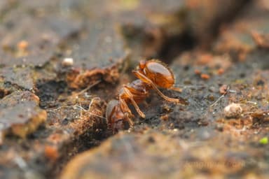 Stenamma debile photo 60