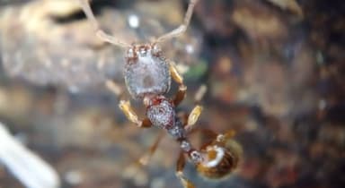 Stenamma debile photo 63