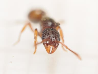 Stenamma debile photo 81