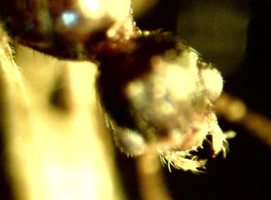 Stenamma debile photo 96