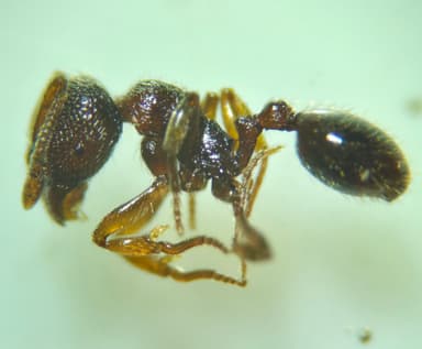 Stenamma debile photo 120