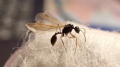 Stenamma debile — queen photo 121