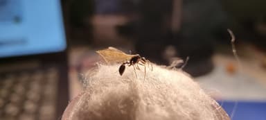 Stenamma debile — queen photo 124