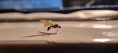 Stenamma debile — queen photo 127