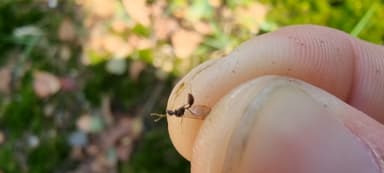 Stenamma debile — queen photo 129