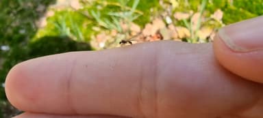 Stenamma debile — queen photo 134