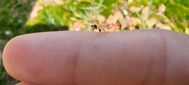 Stenamma debile — queen photo 135