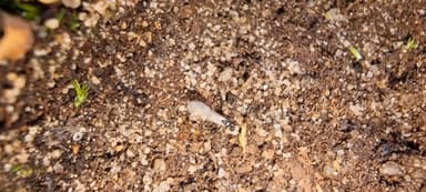 Stenamma debile — queen photo 137