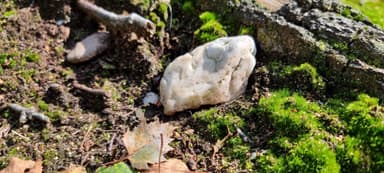 Stenamma debile — queen photo 138