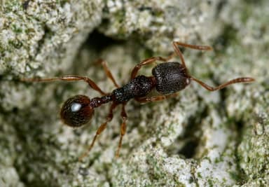Stenamma debile photo 143