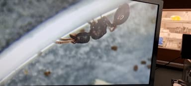 Stenamma debile — queen photo 165
