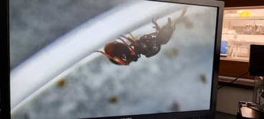 Stenamma debile — queen photo 167