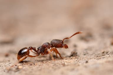 Stenamma debile photo 1