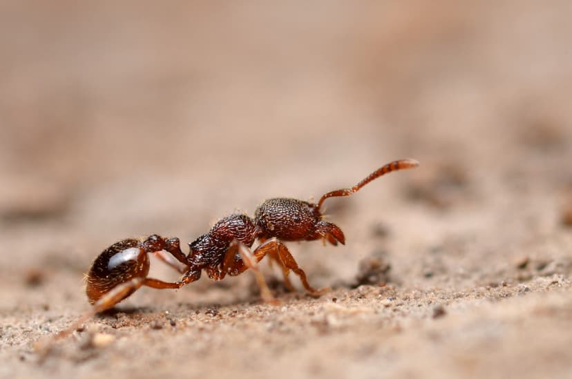 Stenamma debile photo 1