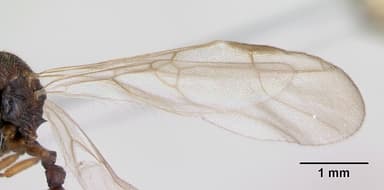 Stenamma debile — queen photo 2
