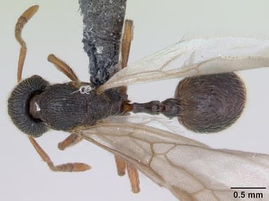 Stenamma debile — queen photo 6