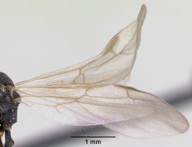 Stenamma debile — queen photo 10