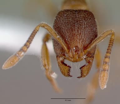 Stenamma debile — queen photo 15