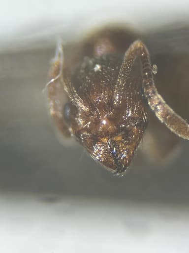 Stenamma westwoodii — queen photo 9