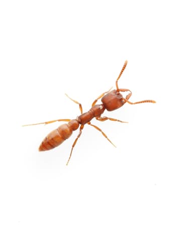 Stigmatomma pallipes — worker photo 11