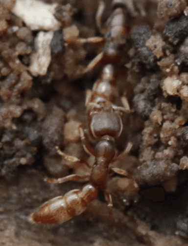Stigmatomma pallipes photo 56