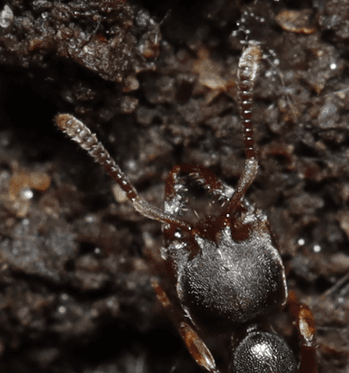 Stigmatomma pallipes photo 117