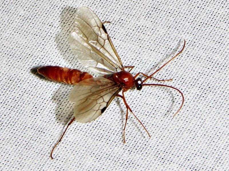 Streblognathus peetersi photo 1