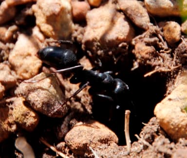 Streblognathus peetersi photo 9