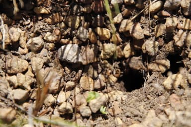 Streblognathus peetersi photo 13