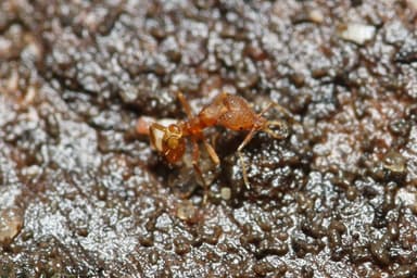 Strumigenys rogeri photo 2