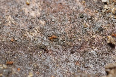 Strumigenys rogeri photo 3