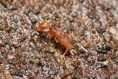 Strumigenys rogeri photo 4