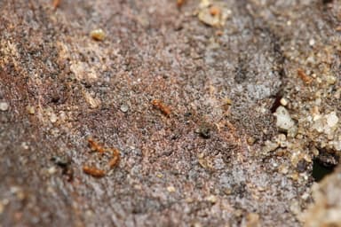 Strumigenys rogeri photo 5