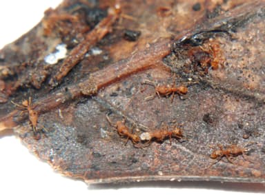 Strumigenys rogeri photo 14