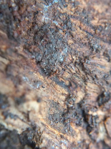 Strumigenys rogeri photo 15