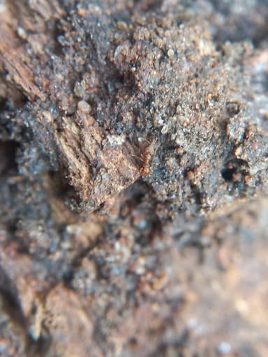 Strumigenys rogeri photo 17