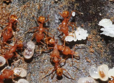Strumigenys rogeri photo 19
