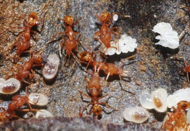 Strumigenys rogeri photo 20