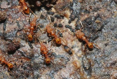 Strumigenys rogeri photo 21