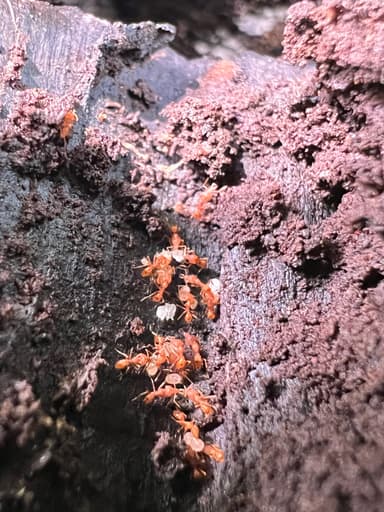 Strumigenys rogeri photo 22