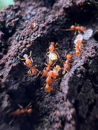 Strumigenys rogeri photo 23