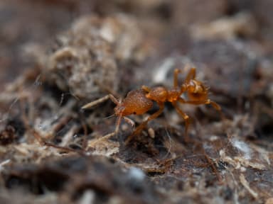 Strumigenys rogeri photo 25