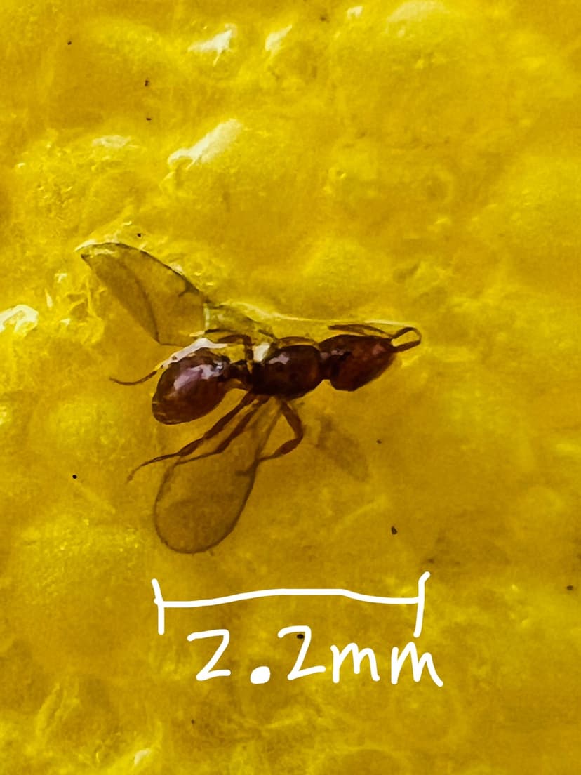 Strumigenys silvestrii photo 1