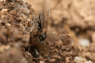 Tapinoma erraticum — colony photo 11