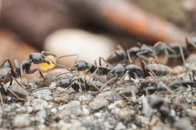 Tapinoma magnum — worker photo 6